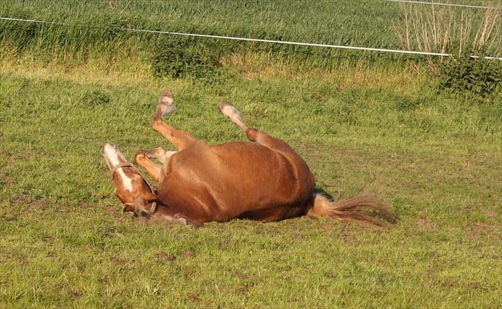 New Forest Kierketerps Knold Freya's billede 8