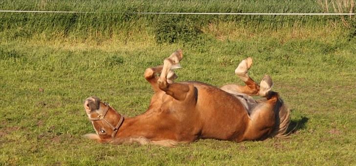 New Forest Kierketerps Knold Freya's billede 9