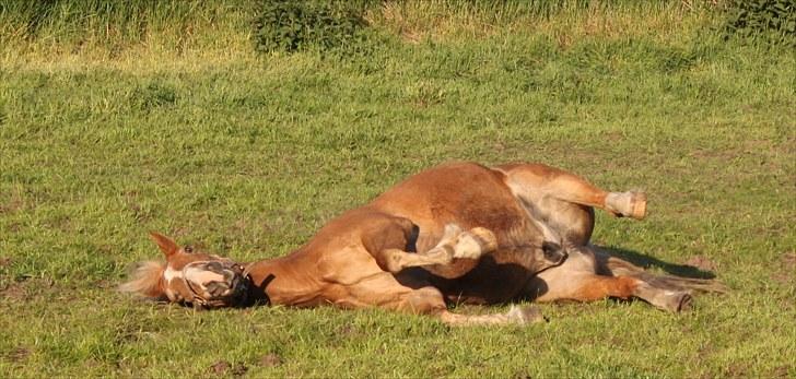 New Forest Kierketerps Knold Freya's billede 10