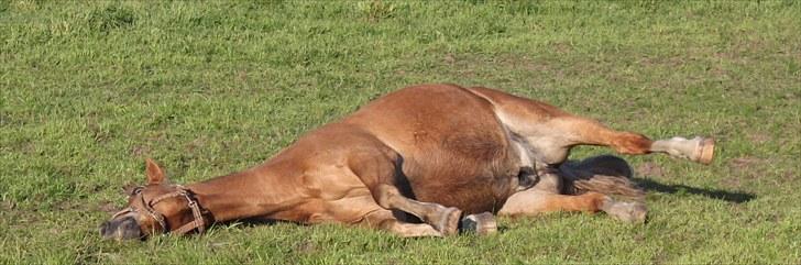 New Forest Kierketerps Knold Freya's billede 11