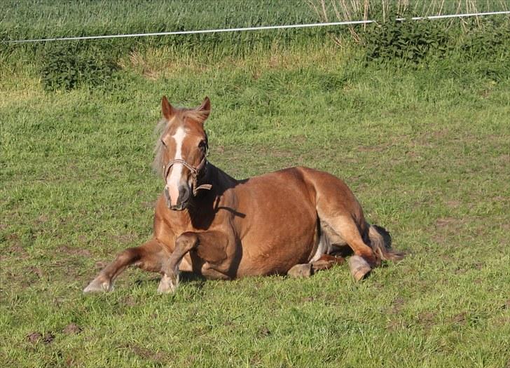 New Forest Kierketerps Knold Freya's billede 12