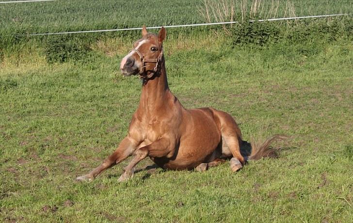 New Forest Kierketerps Knold Freya's billede 13