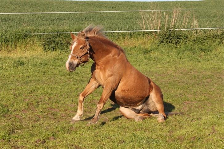 New Forest Kierketerps Knold Freya's billede 14