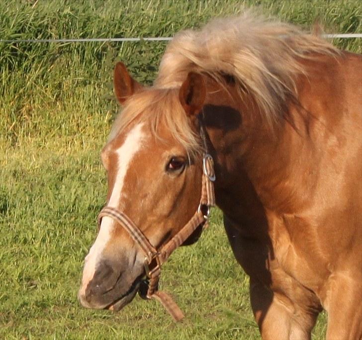 New Forest Kierketerps Knold Freya's billede 16