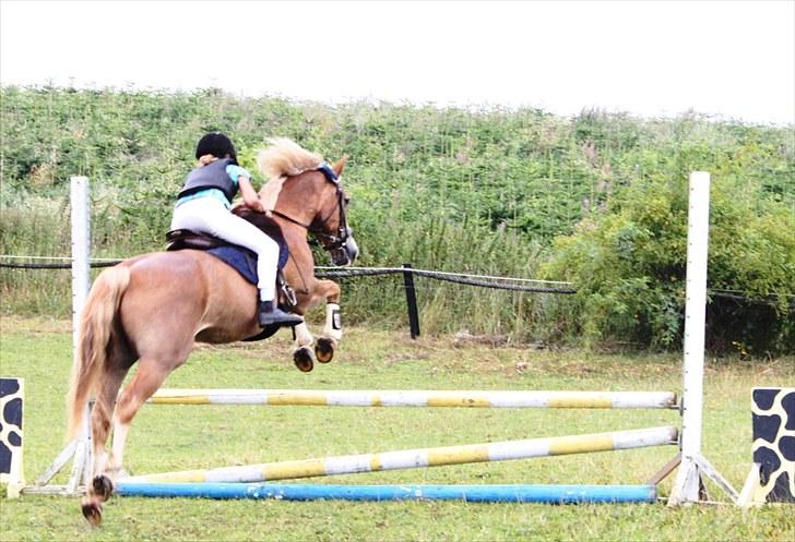 New Forest Kierketerps Knold Freya's billede 17