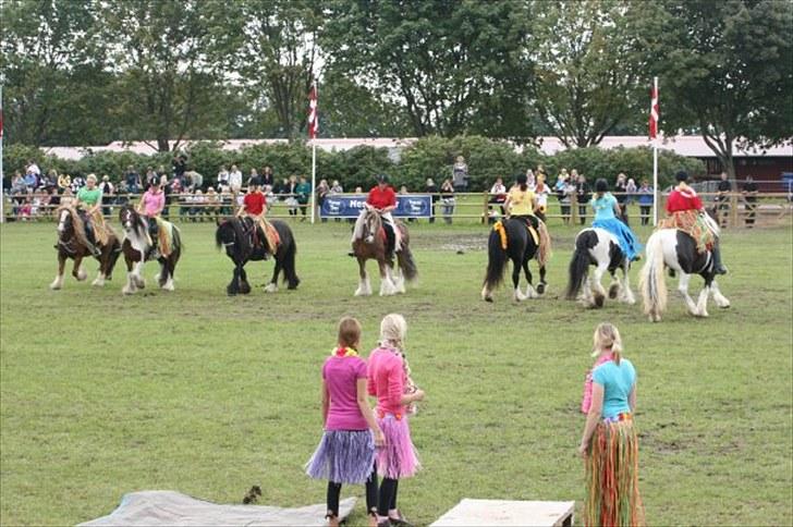 Irish Cob black magic *solgt* - til tinker opvisning på storehestedag:) billede 18