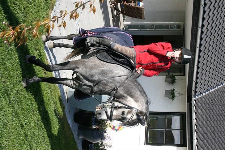 Dartmoor Innis Jerry SOLGT  - hvor er han fin <3<3<3<3<3<3 billede 13