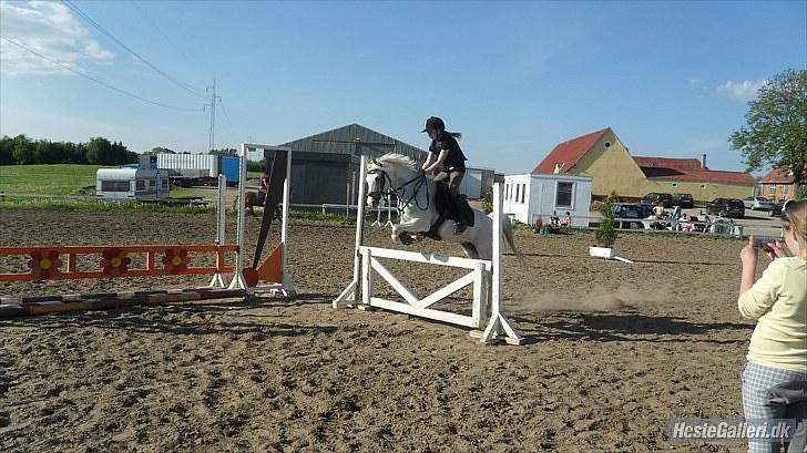 Welsh Pony (sec B) Stendyssen´s sunglimps <3 - 80 cm  2010 billede 6