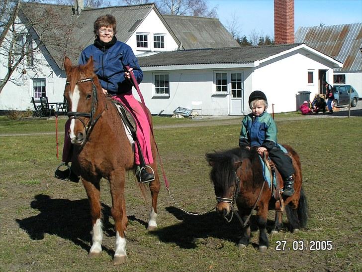 Shetlænder Askepot - kigger over markerne sammen med min mormor og hendes hest og askepot billede 5