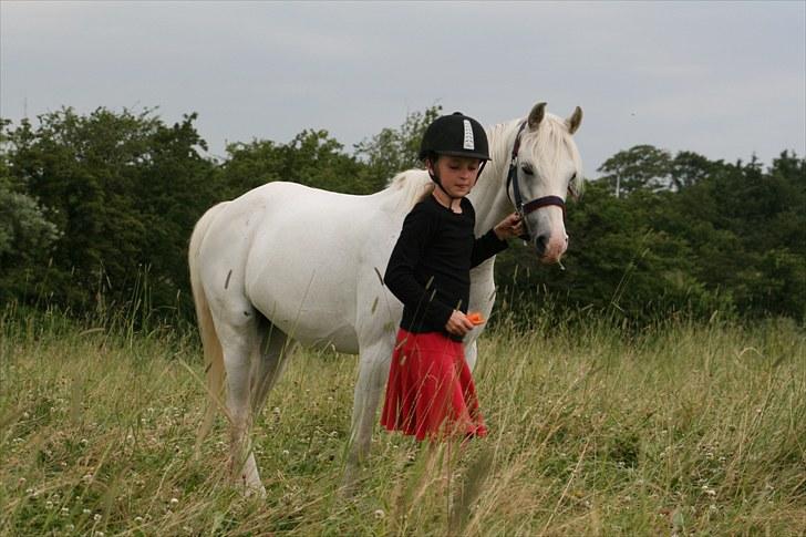 Welsh Pony (sec B) Stendyssen´s sunglimps <3 - så nu skal vi ind min  pony 2010 billede 7