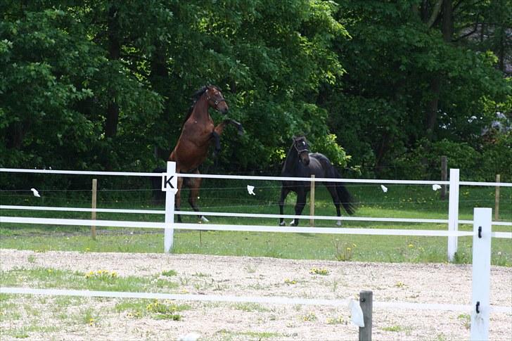 Dansk Varmblod Sasti - vrinsk. det var hårdt  billede 5