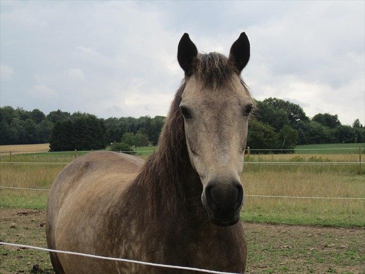 Connemara Goldie - Du betyder ALT i verden!! <3 ;-* billede 12