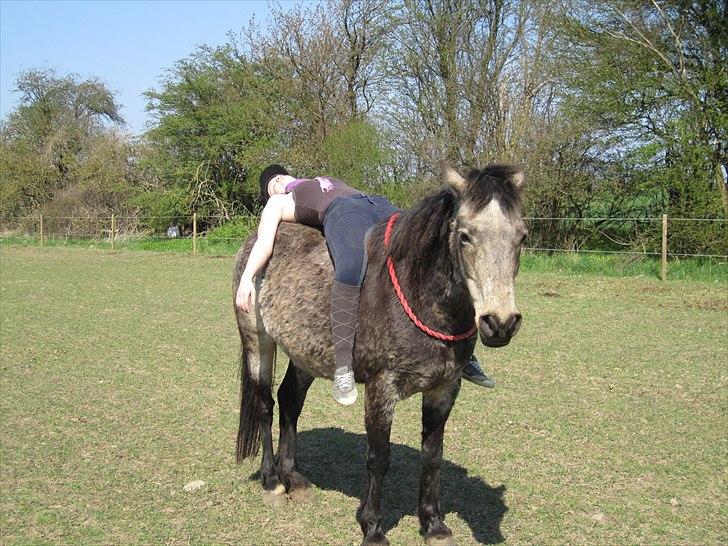 Connemara Goldie - Jeg elsker dig højere end du tror! ;-* <3 billede 13