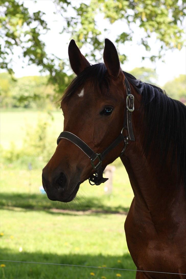 Dansk Varmblod Sasti - en dajlig dag billede 6