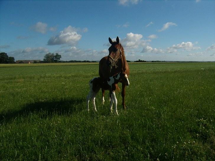 Pinto C-dur's Coco Chanel billede 2