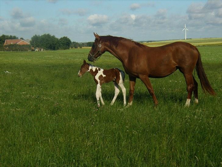 Pinto C-dur's Coco Chanel billede 3