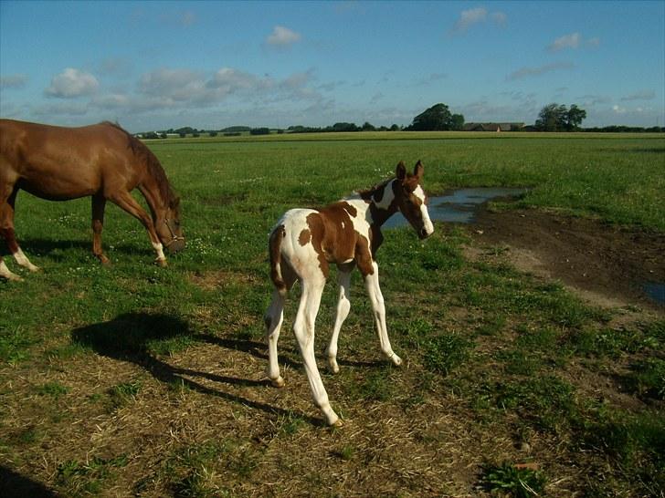 Pinto C-dur's Coco Chanel billede 6