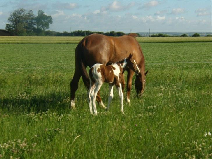 Pinto C-dur's Coco Chanel billede 8