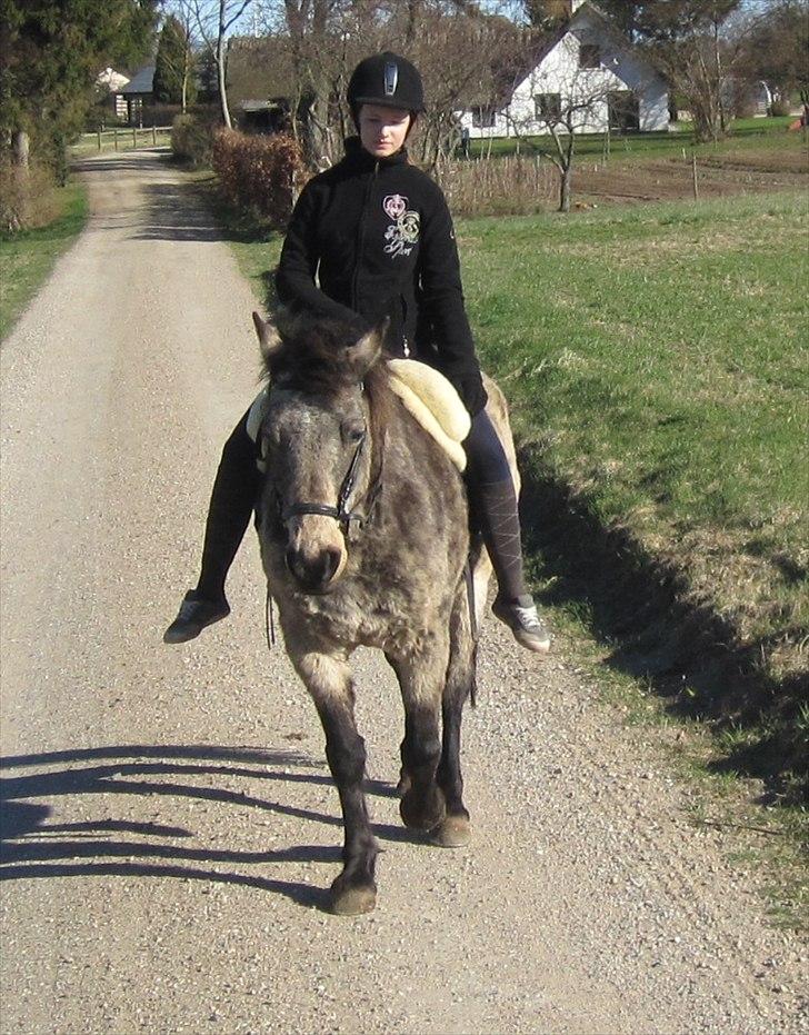 Connemara Goldie - En morgen tur i skoven :-) <3 billede 14