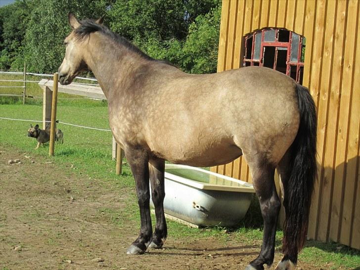 Connemara Goldie - Du er mere værd end guld!<3 billede 15