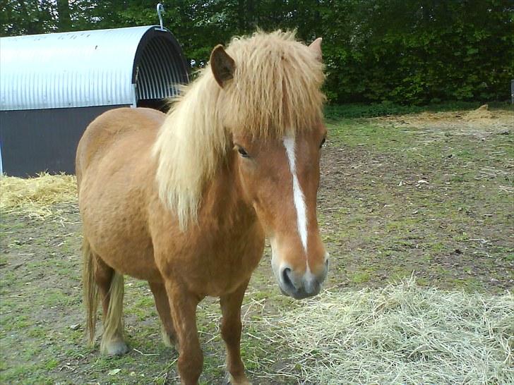 Islænder Fifla fra Elgårdsminde billede 13