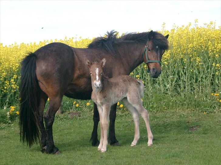Islænder Fifla fra Elgårdsminde billede 14