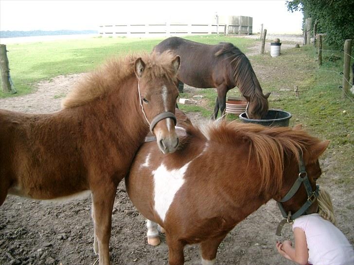 Islænder Fifla fra Elgårdsminde billede 15