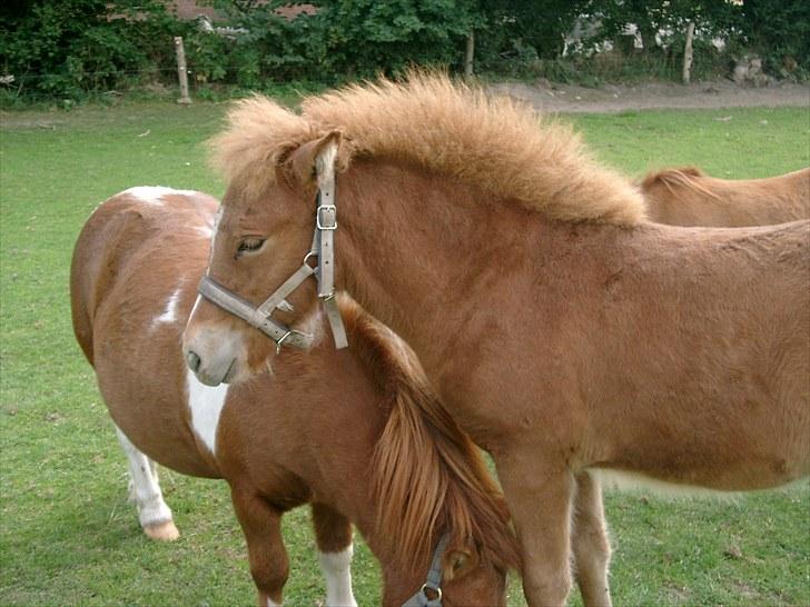 Islænder Fifla fra Elgårdsminde billede 16