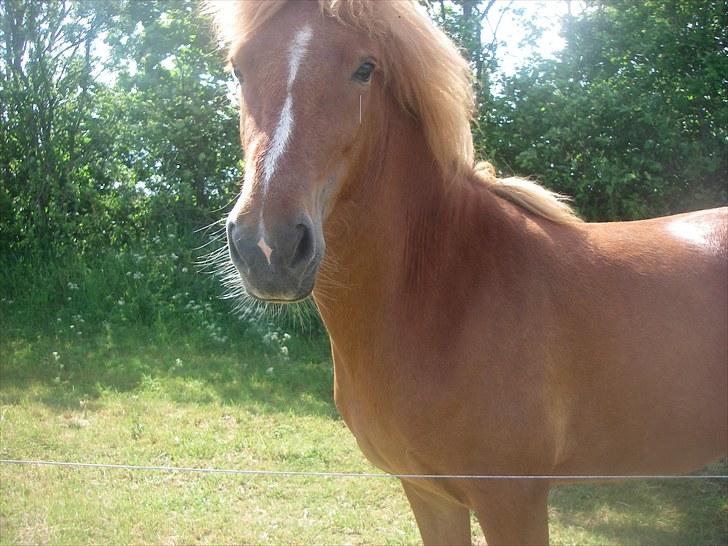 Islænder Fifla fra Elgårdsminde billede 17