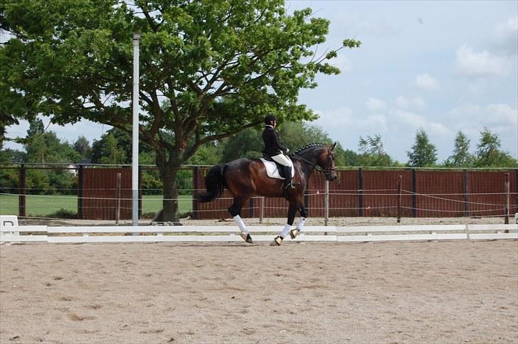 Oldenborg Orion Kikmose - Orion Kikmose til stævne med Bolette Larsen 2010 billede 16