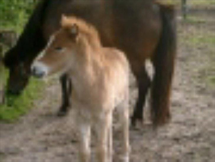 Islænder Fifla fra Elgårdsminde billede 18