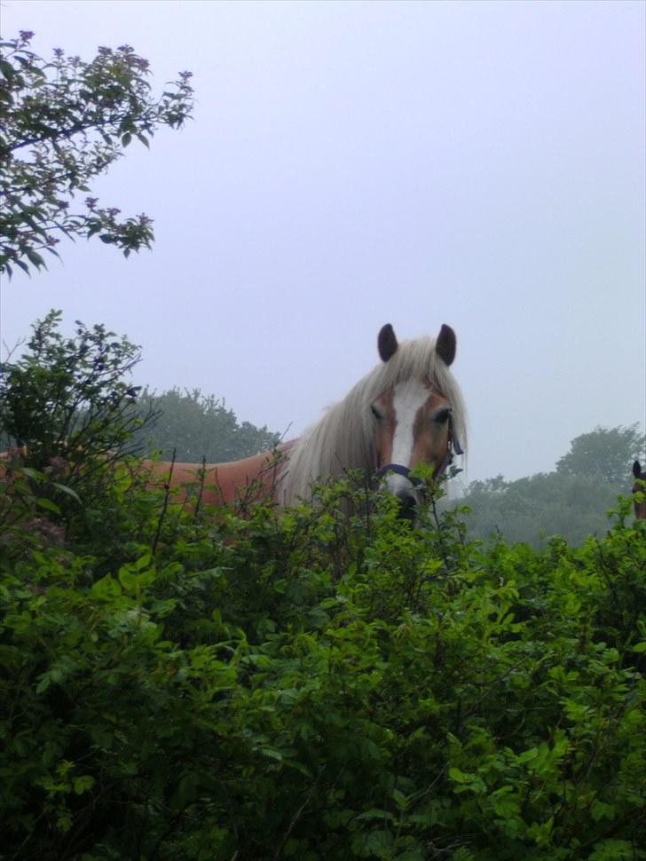 Tyroler Haflinger | Arkibal  - Lånt af ejer. billede 10