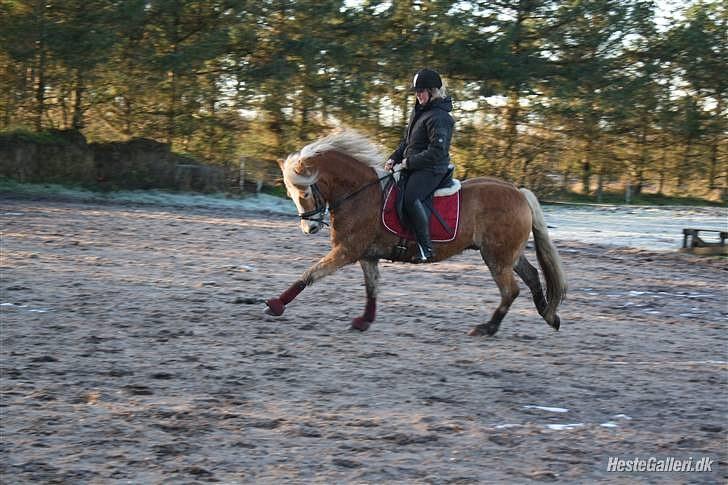 Tyroler Haflinger | Arkibal  - Arkibal i tilridning    (Billed lånt af ejeren) billede 11