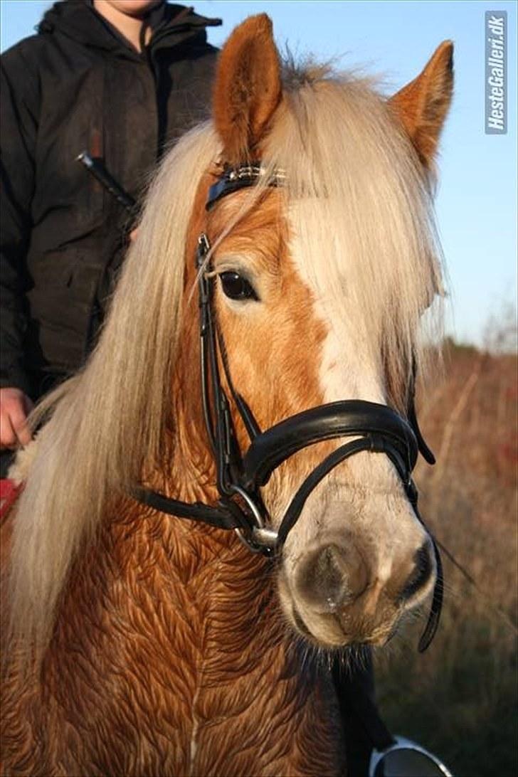 Tyroler Haflinger | Arkibal  - Arkibal i tilridning :)               (billed lånt af ejer) billede 12