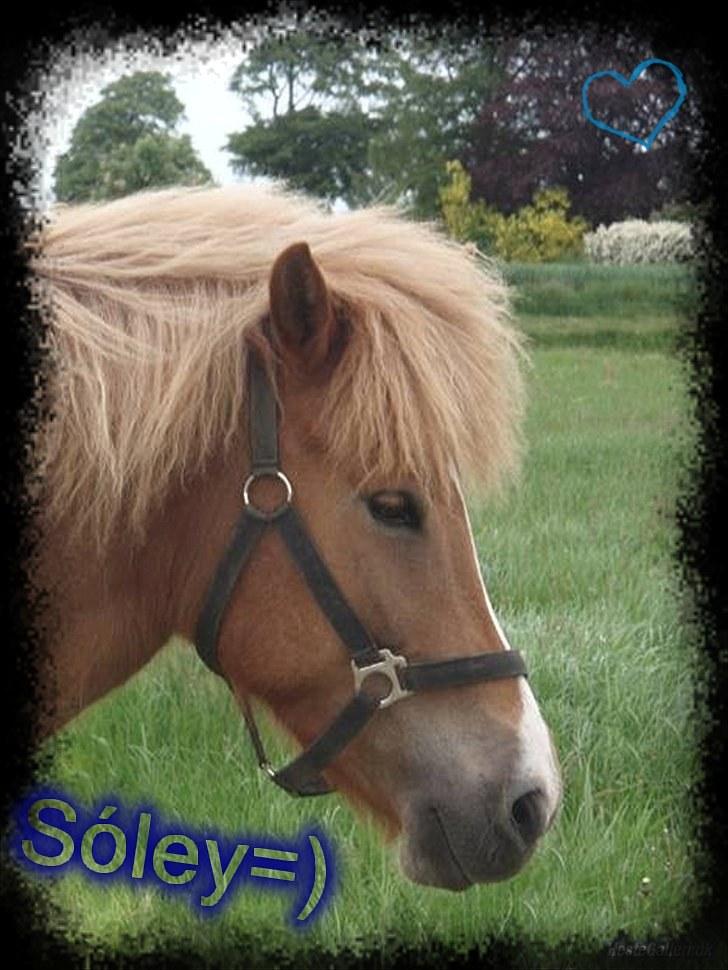 Islænder Sóley fra Lille Nørregård - Takk photofiltre;) billede 18