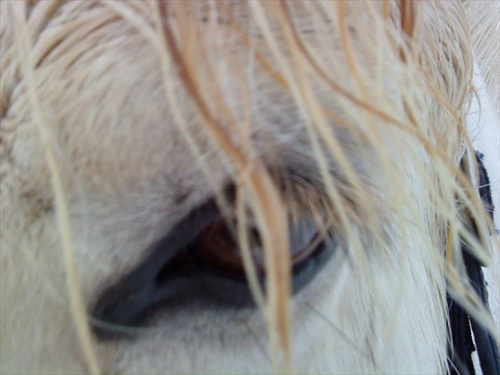 Fjordhest Tulstruplunds Benjamin - ikke min           billede 12