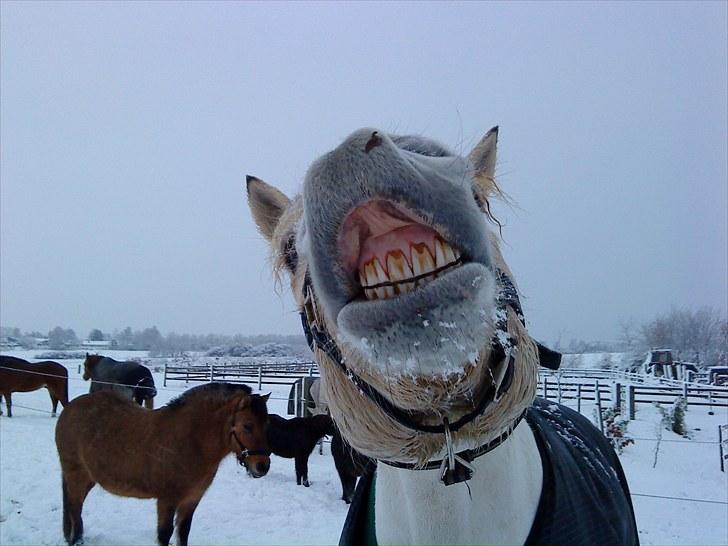 Fjordhest Tulstruplunds Benjamin - ikke min           billede 13