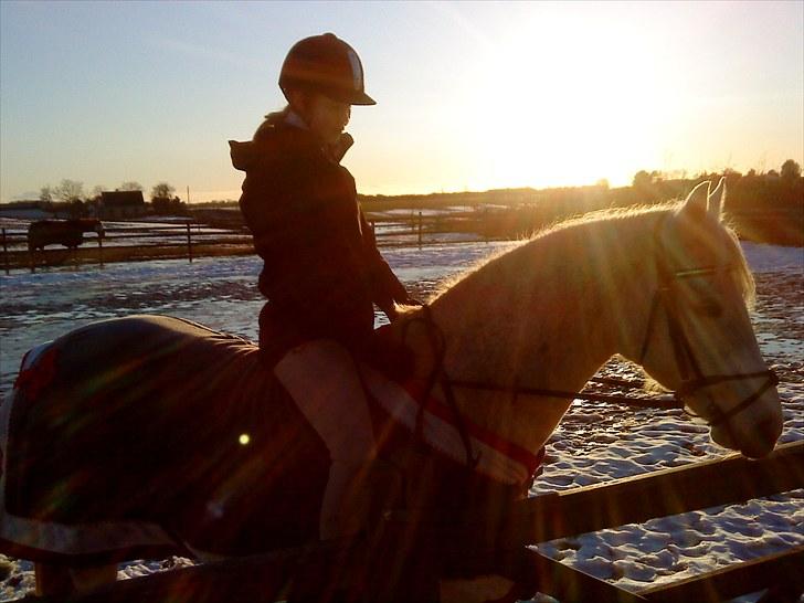 Anden særlig race Lafajet billede 18