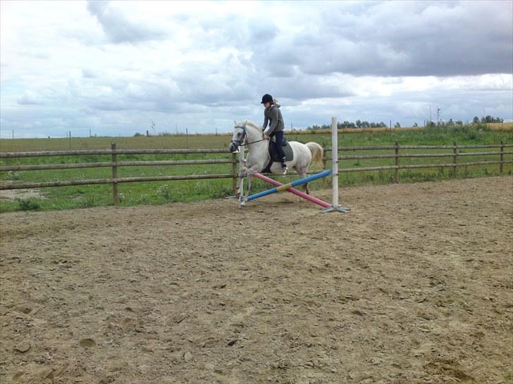 Anden særlig race Lafajet billede 19