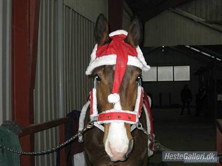 Trakehner Dalton - Han finder sig i alt (;  billede 5