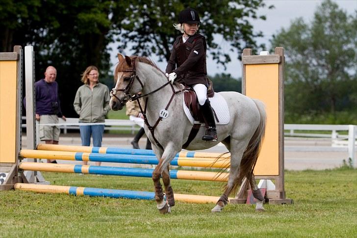 Welsh Pony (sec B) Amanda's Elvera - Stævne i NFRK, jeg skal lige gennemgå banen inden jeg starter!med mor og far i bagrunden billede 6