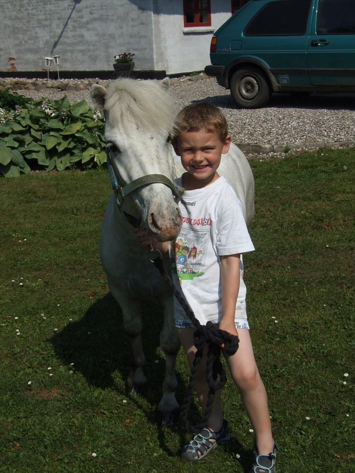 Shetlænder Napolion billede 1