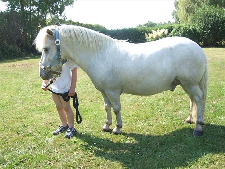 Shetlænder Napolion billede 2