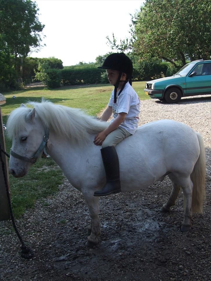 Shetlænder Napolion billede 4