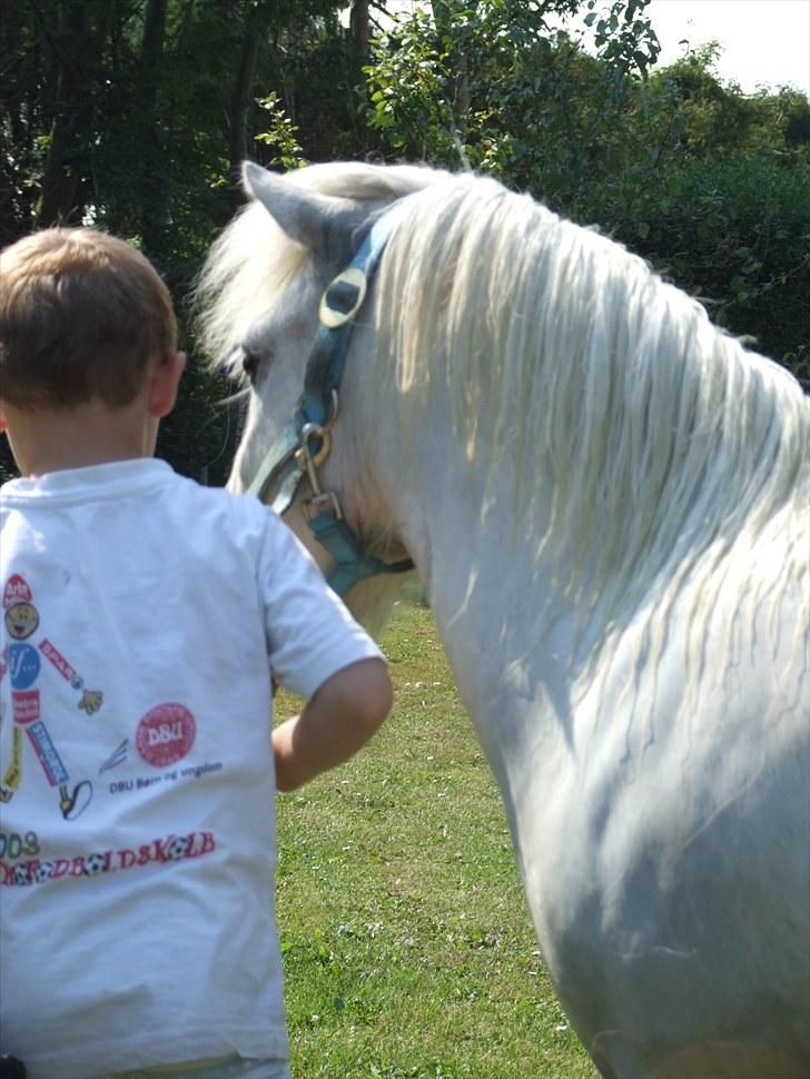 Shetlænder Napolion billede 5