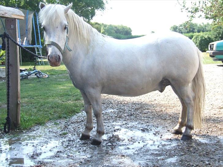 Shetlænder Napolion billede 6