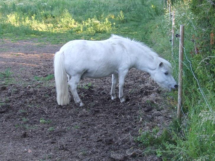 Shetlænder Napolion billede 7