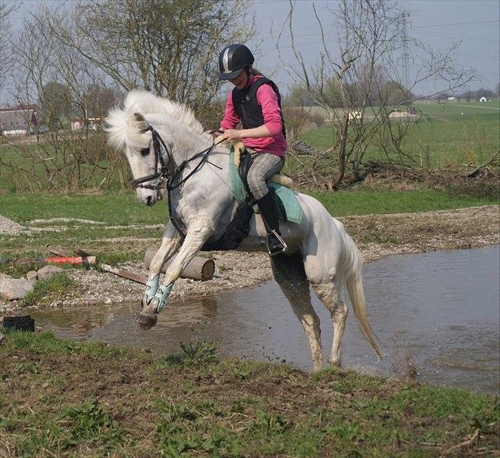 Anden særlig race Tøsen - military undervisning på tøsen billede 6