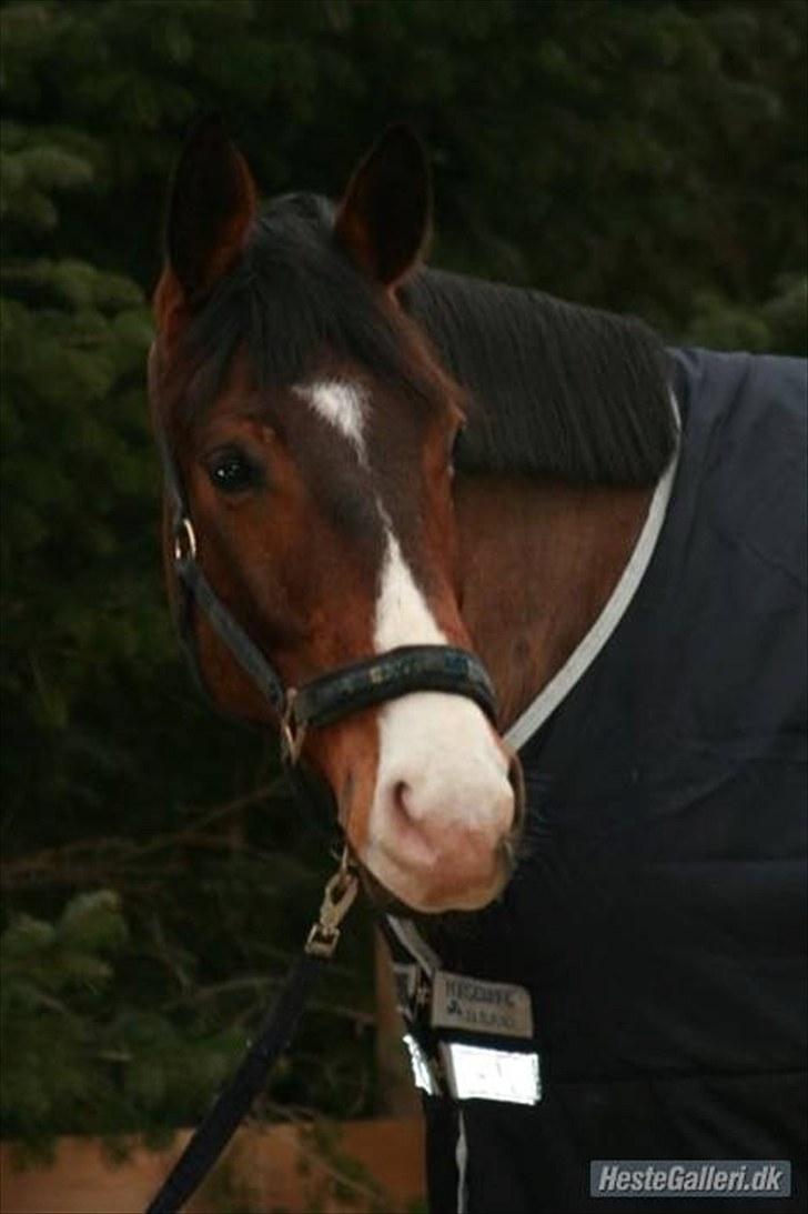 Trakehner Dalton - lånt af gamle ejer (: billede 12