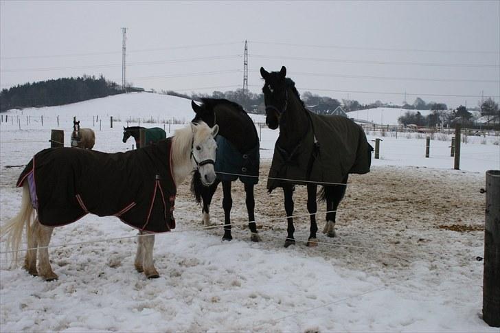 Anden særlig race Tøsen - Her er så nogle af kammersjukkerne hos Stald Neergaard billede 15